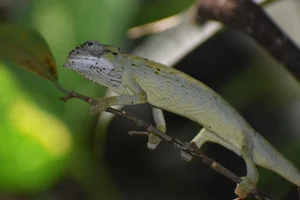 Tiger Chameleon