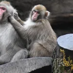 Japanese Macaque