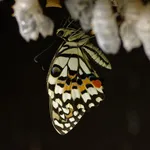 Lime Swallowtail