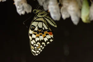 Limoenvlinder
