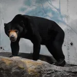 Sun Bear