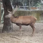 Red Deer