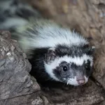 Libyan Striped Weasel