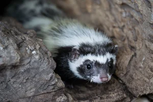 Libyan Striped Weasel