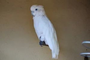 Ducorps' Kaketoe