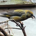 Common Crossbill