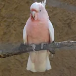 Pink Cockatoo