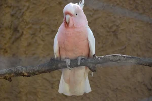 Pink Cockatoo