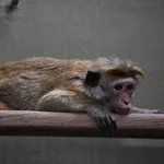 Toque Macaque