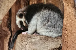 Northern Luzon Phloeomys