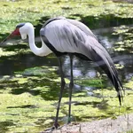 Wattled Crane