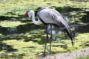 Lelkraanvogel