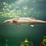 Common Remora