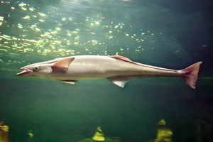 Remora