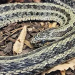 Steppes Ratsnake
