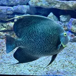 French Angelfish
