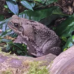 Cane Toad
