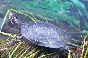Druppelschildpad