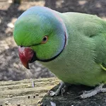 Ring-necked Parakeet