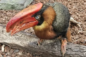Roodbruine Neushoornvogel
