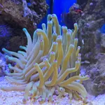Giant Anemone