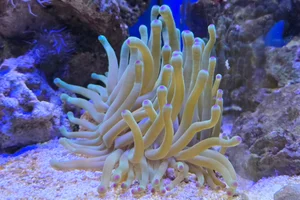 Giant Anemone