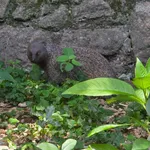 Egyptian Mongoose