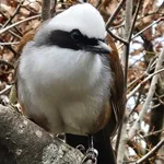 White-crested Laughingthrush