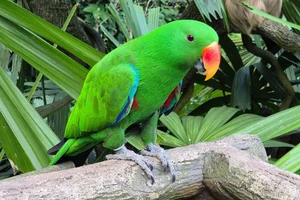 Nieuw Guinea edelpapegaai