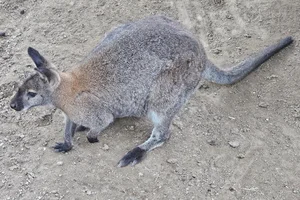 Benett's wallaby
