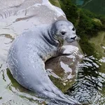 Harbour Seal