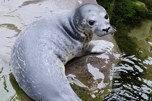 Gewone zeehond