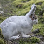 Mountain Hare