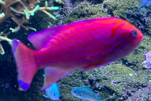 Two-spot basslet