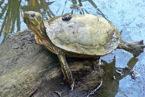 Amerikaanse sierschildpad