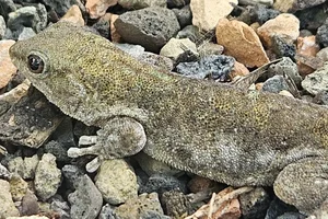 Kurzkopf-Taggecko