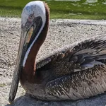 Brown Pelican