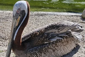Atlantische bruine pelikaan