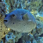 Guineafowl Puffer