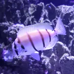 Convict Surgeonfish