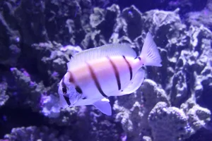 Convict Surgeonfish