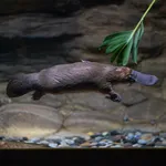 Platypus