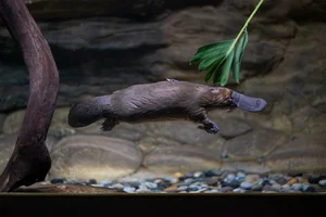 Vogelbekdier