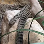 Spotted Whip Snake