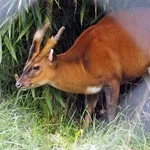 Indian Muntjac