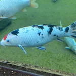 Koi