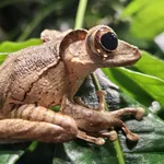 File-eared Tree Frog