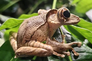 File-eared Tree Frog