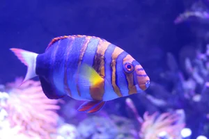 Harlequin tuskfish