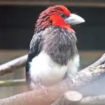 Brown-breasted Barbet